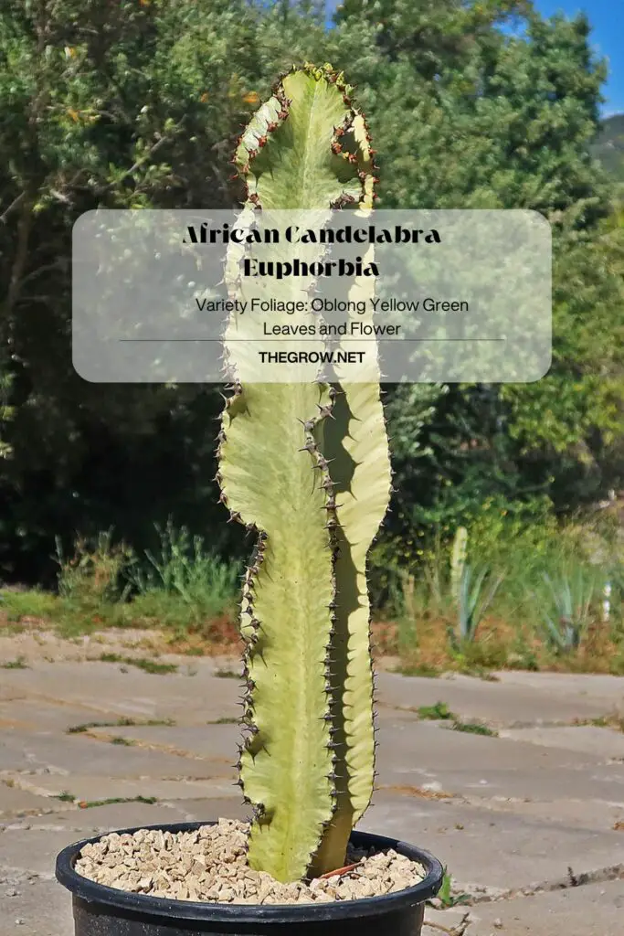African Candelabra Euphorbia