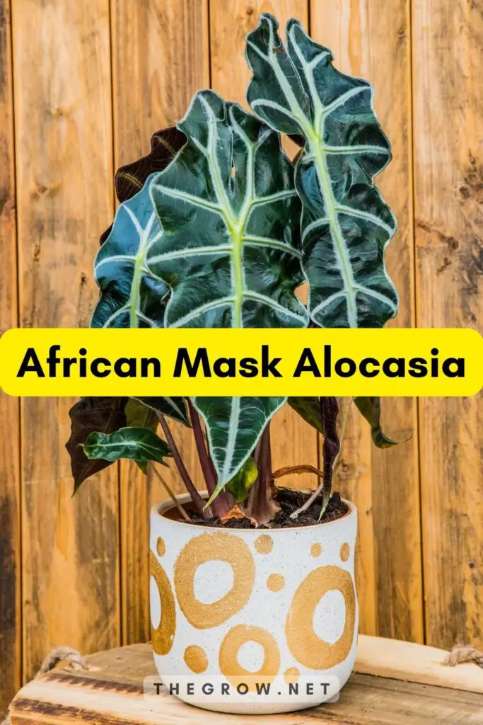 African Mask Alocasia