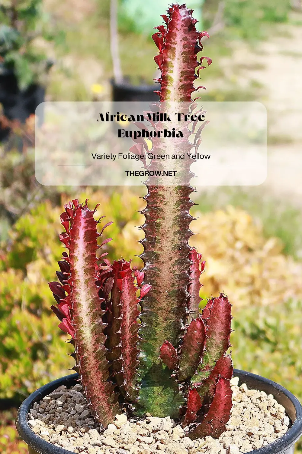 African Milk Tree Euphorbia