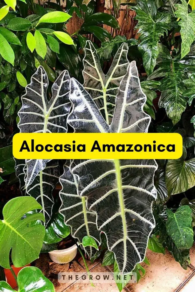 Alocasia Amazonica