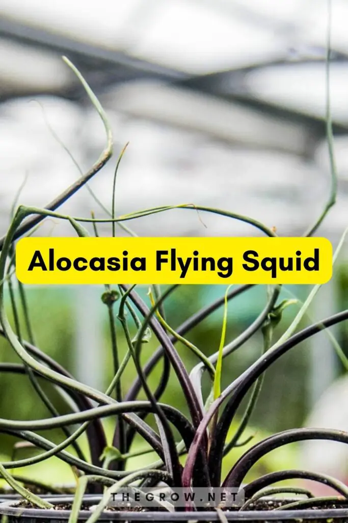 Alocasia Flying Squid