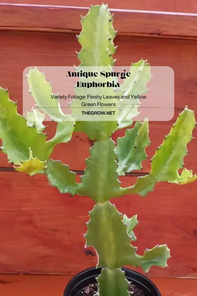 Antique Spurge Euphorbia