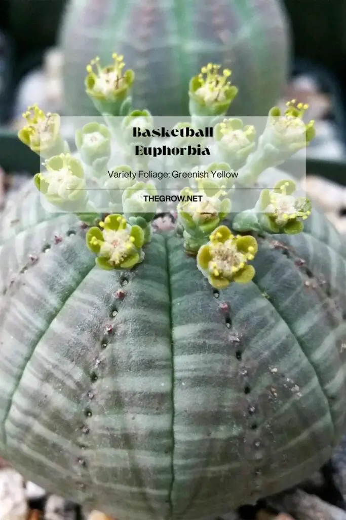 Basketball Euphorbia