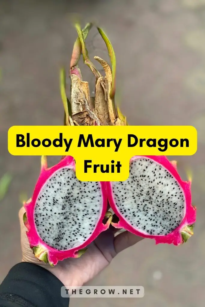 Bloody Mary Dragon Fruit