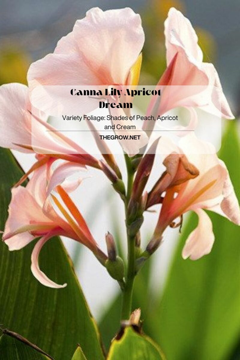 30 Common And Rare Canna Lily Varieties (With Pictures) | TheGrow