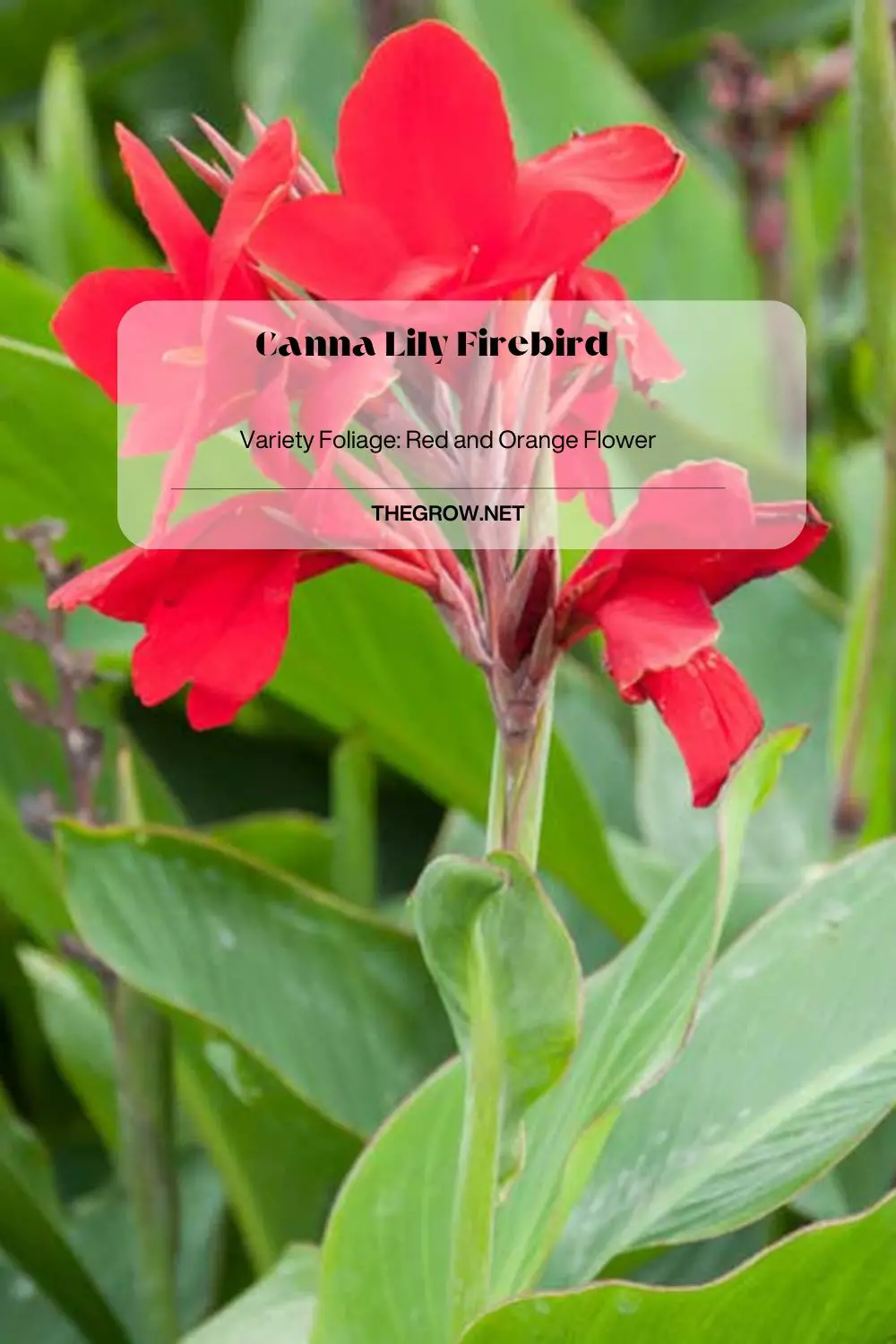 Canna Lily Firebird