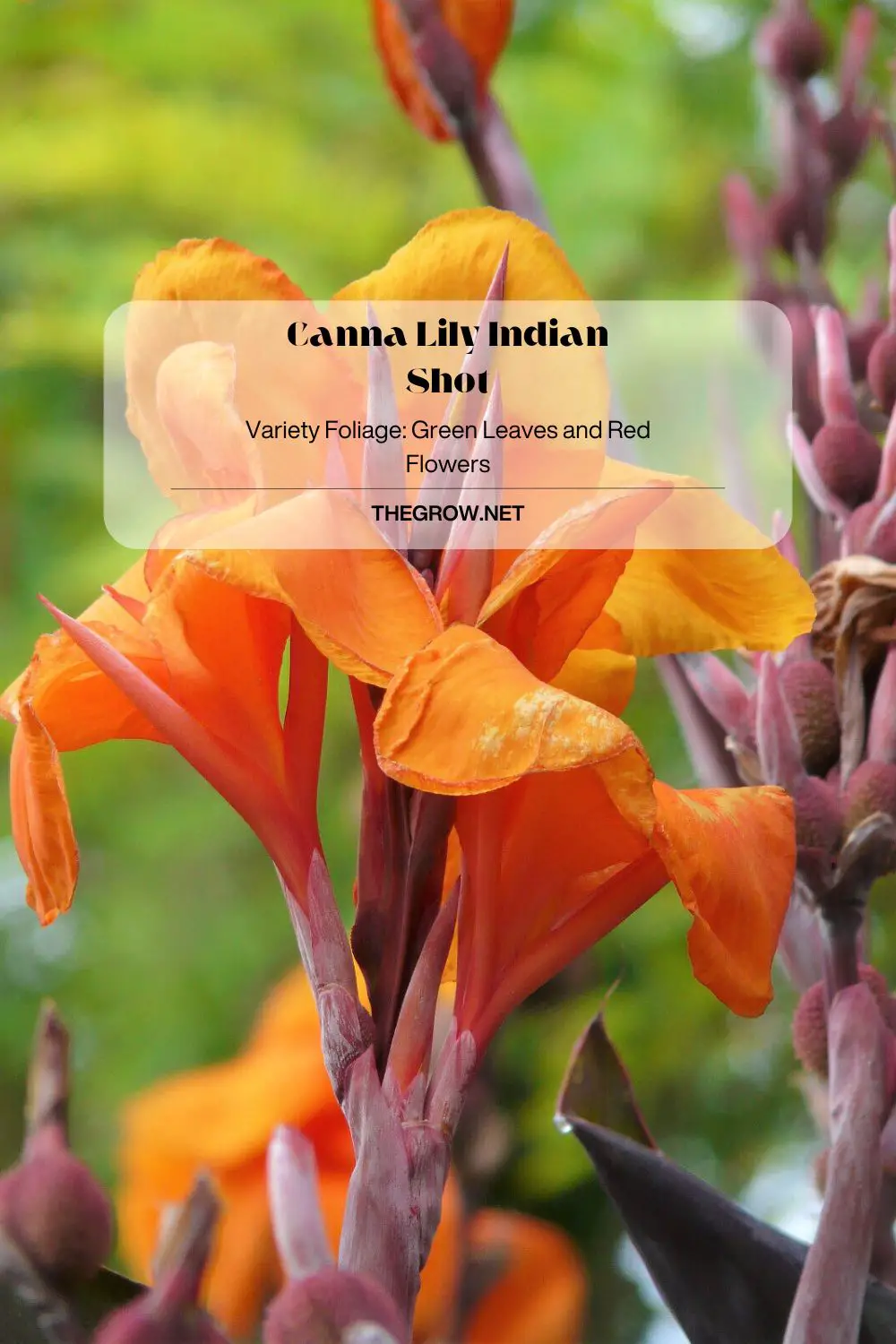 Canna Lily Indian Shot