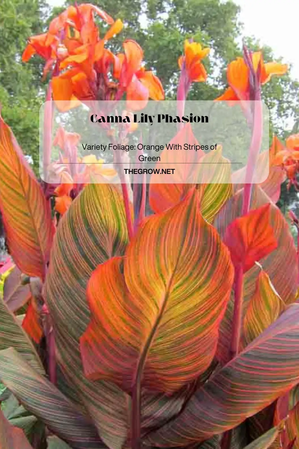 Canna Lily Phasion