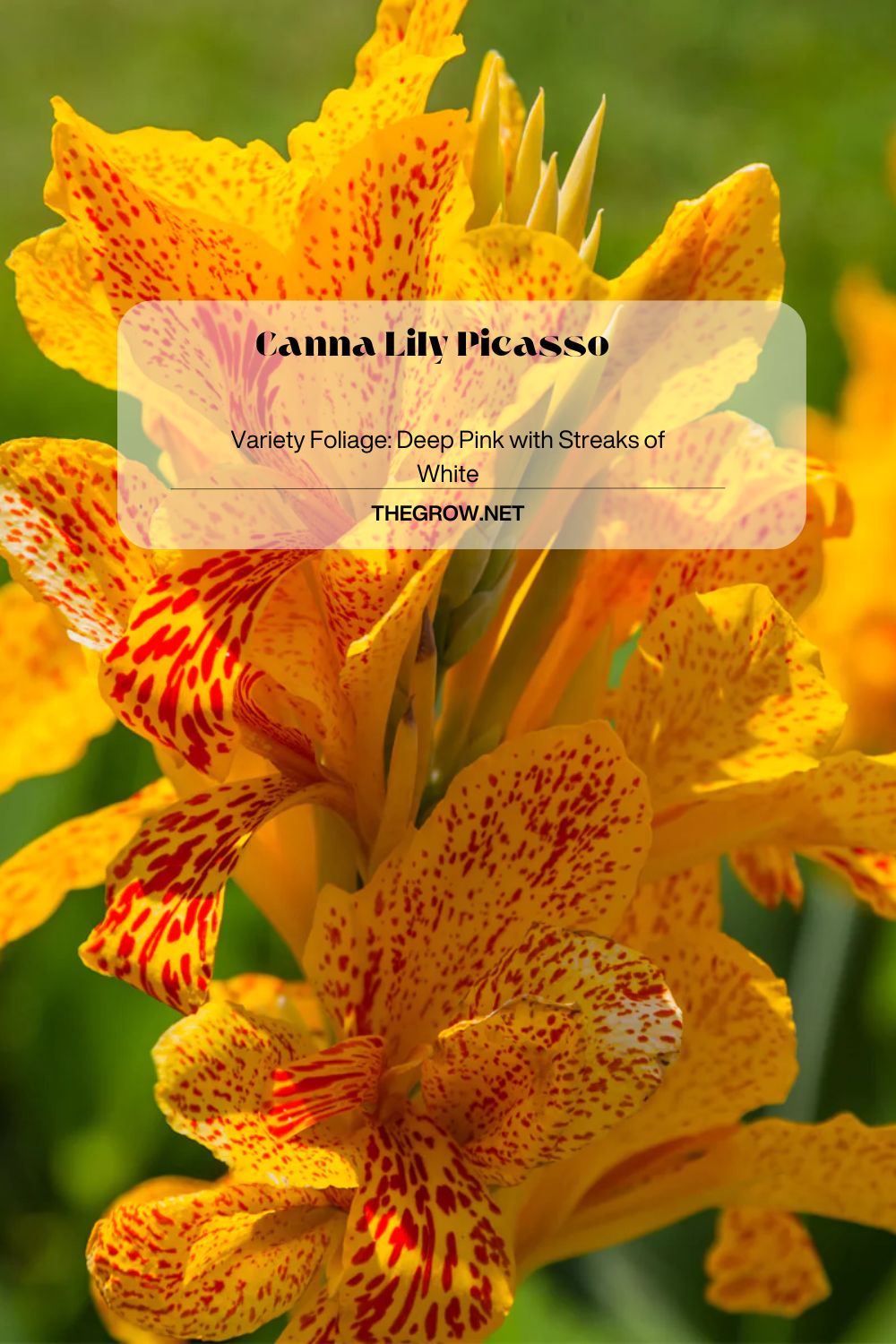 Canna Lily Picasso