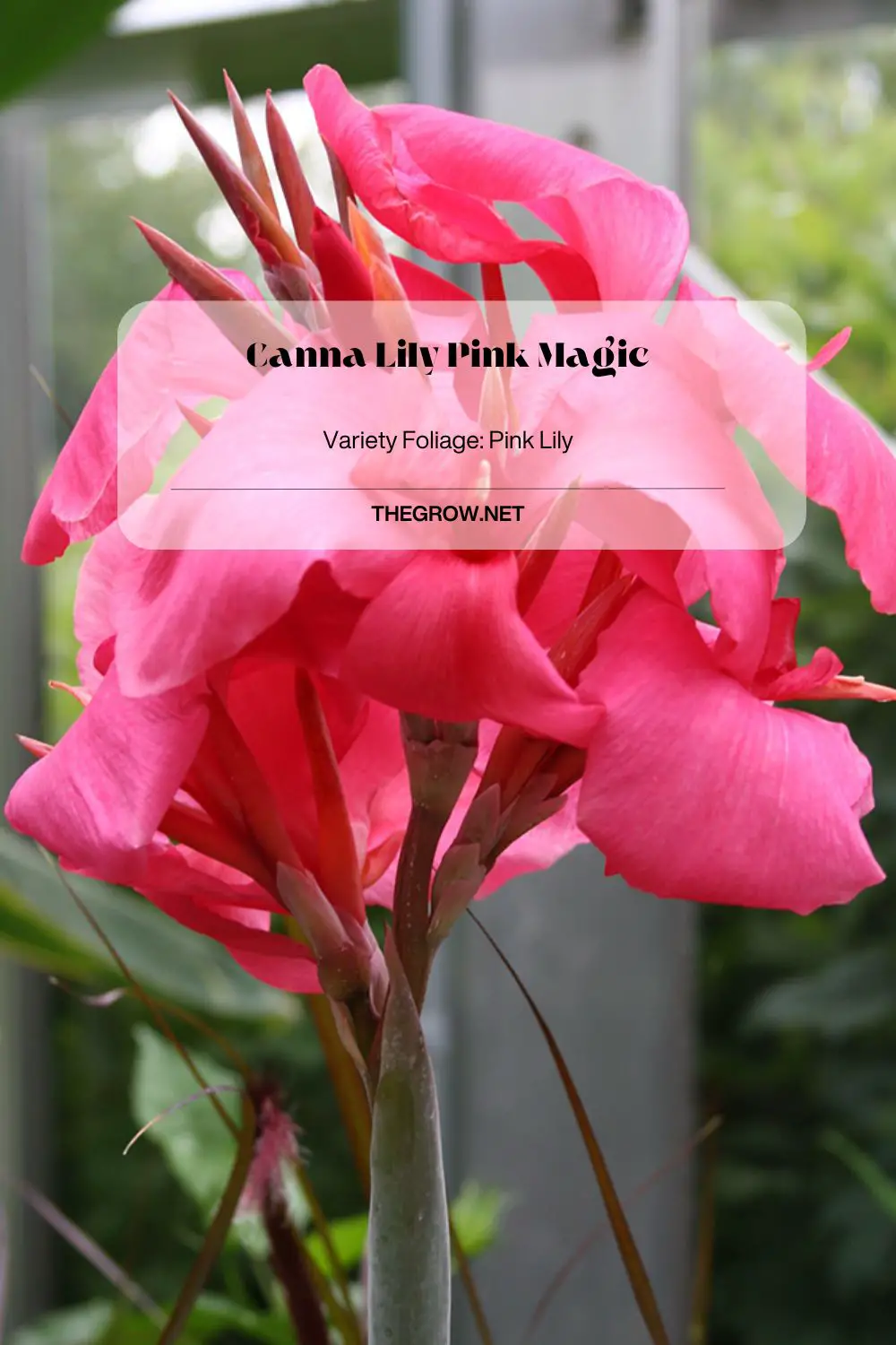 Canna Lily Pink Magic
