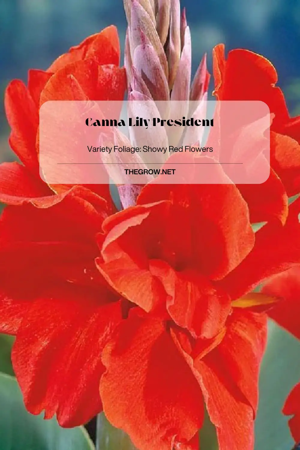 Canna Lily President