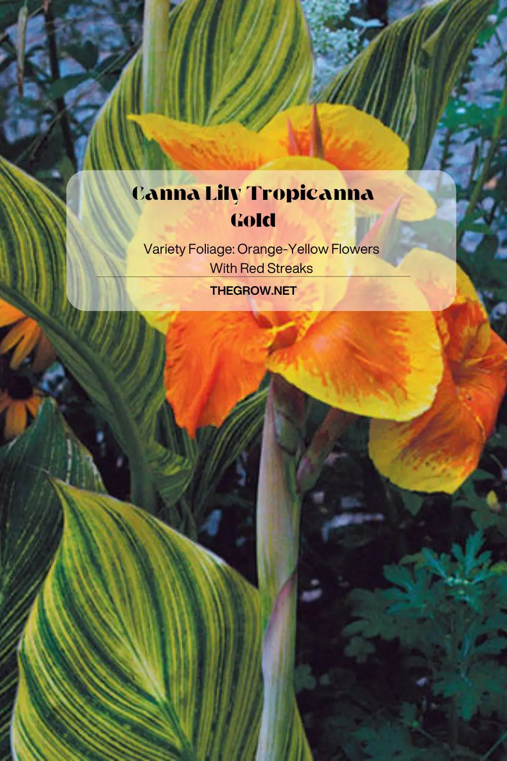 Canna Lily Tropicanna Gold
