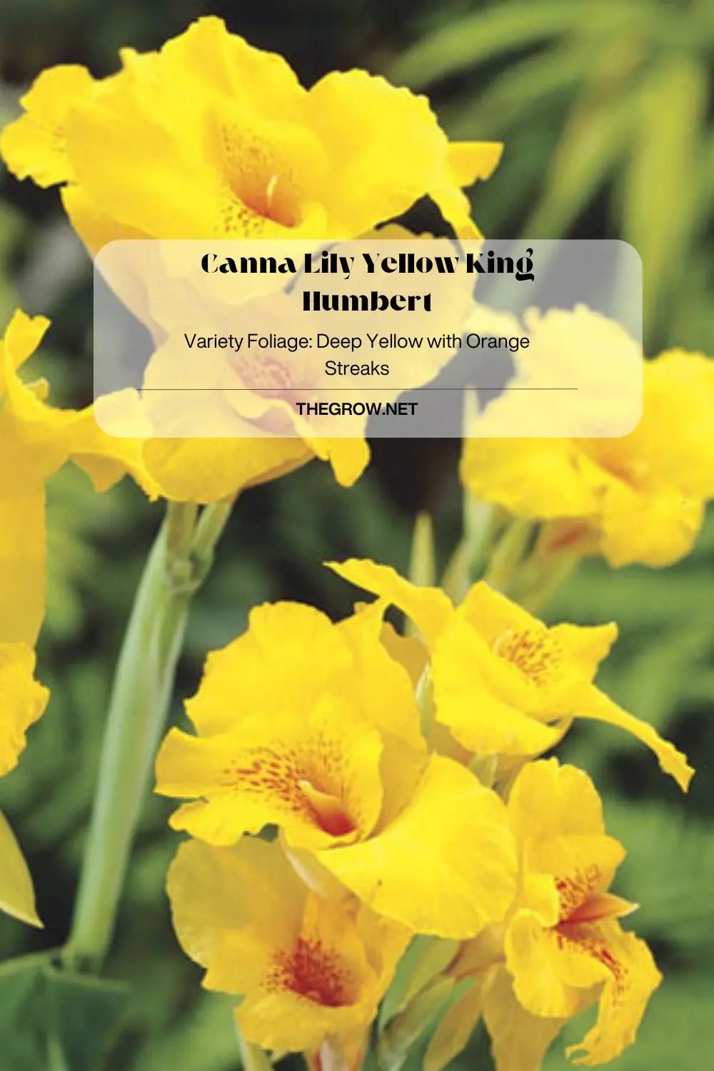 Canna Lily Yellow King Humbert