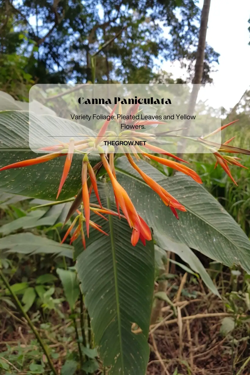 Canna Paniculata