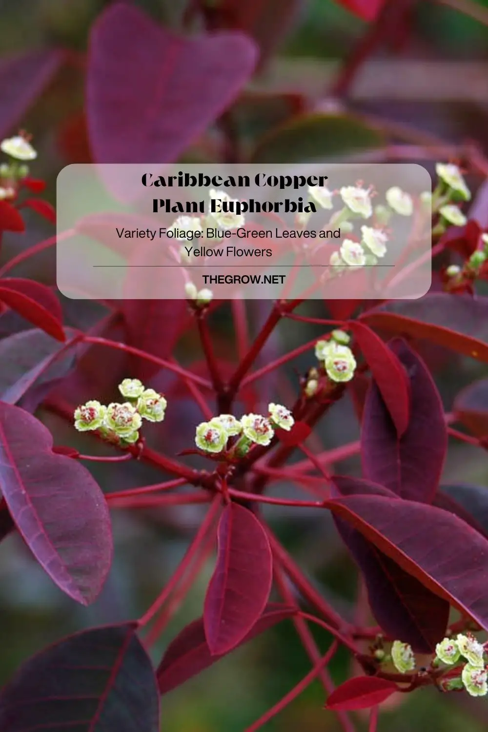 Caribbean Copper Plant Euphorbia thegrow