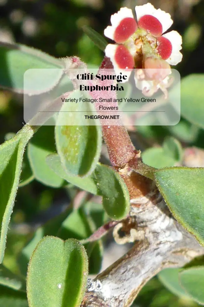 Cliff Spurge Euphorbia