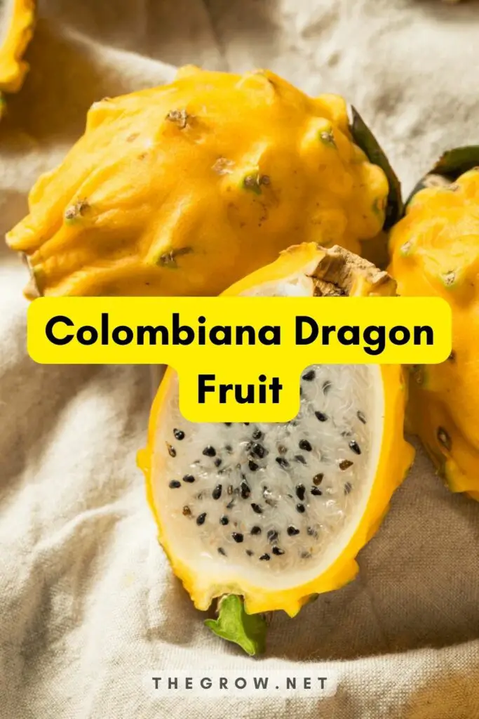 Colombiana Dragon Fruit