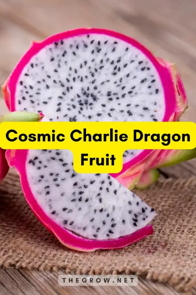 Cosmic Charlie Dragon Fruit