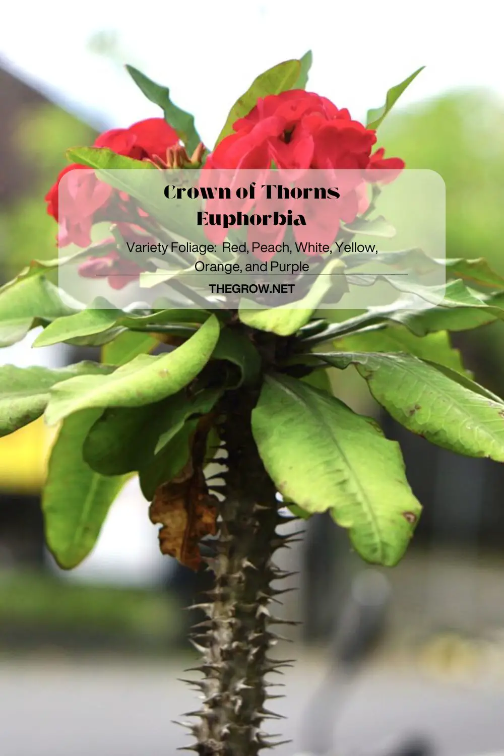 Crown of Thorns Euphorbia