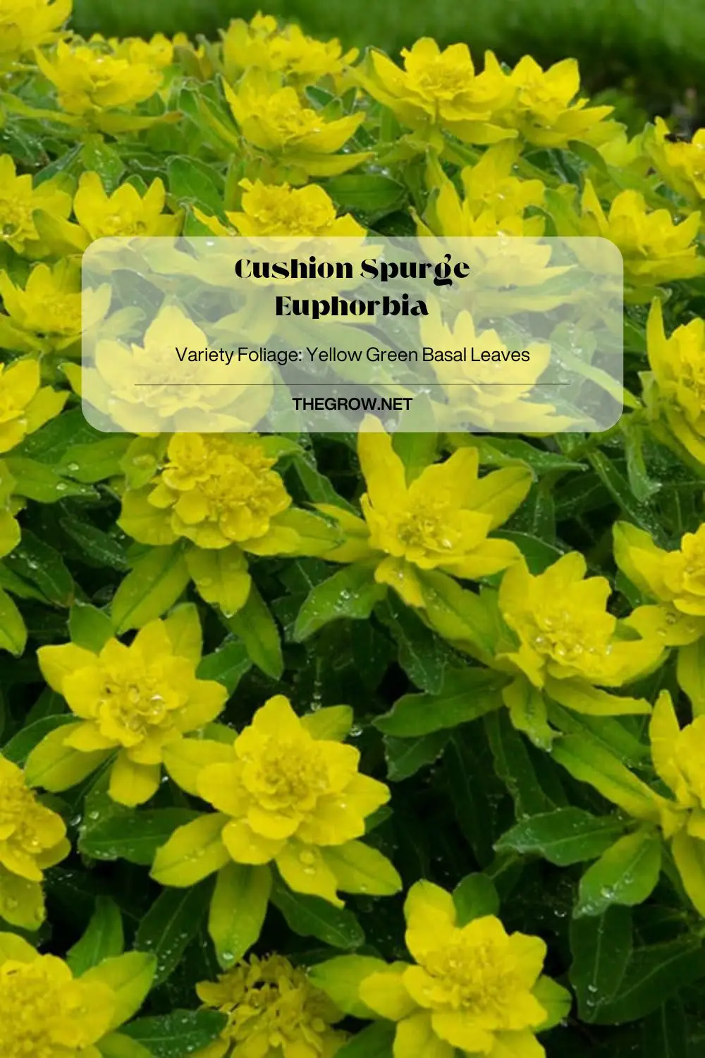 Cushion Spurge Euphorbia