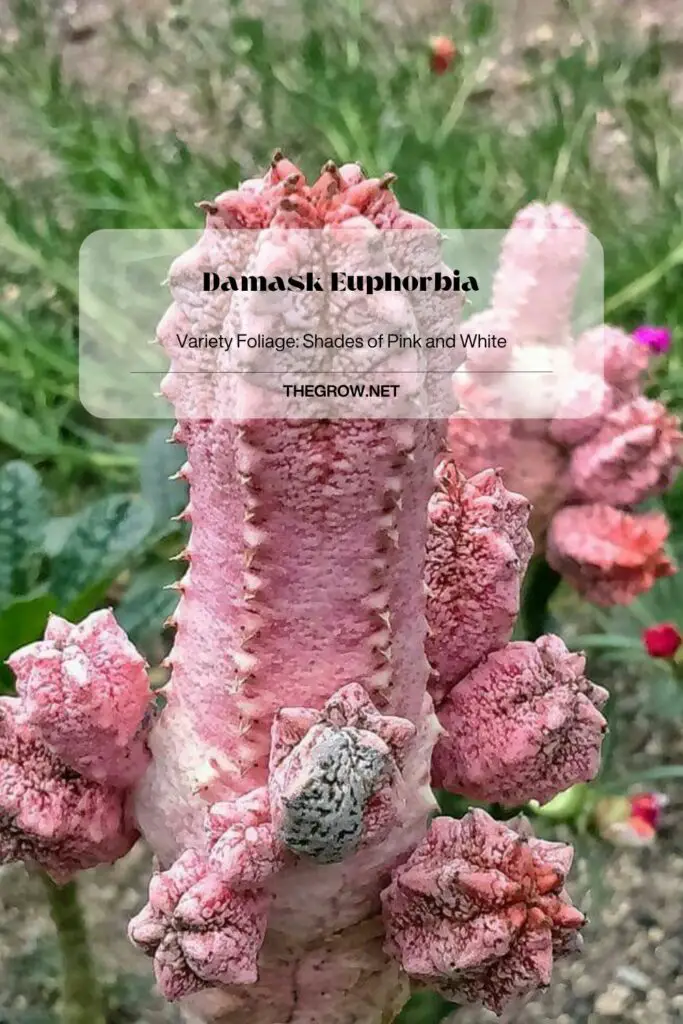 Damask Euphorbia