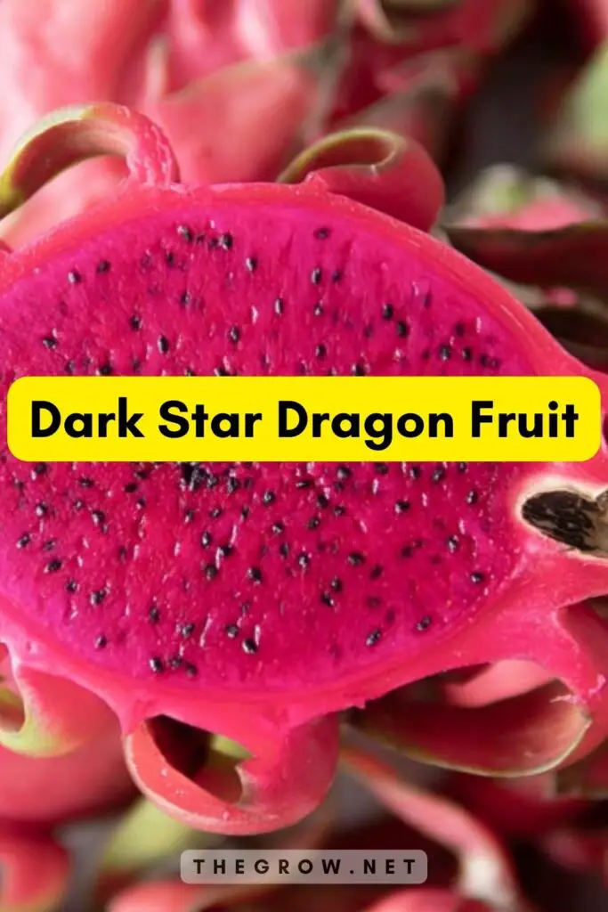 Dark Star Dragon Fruit