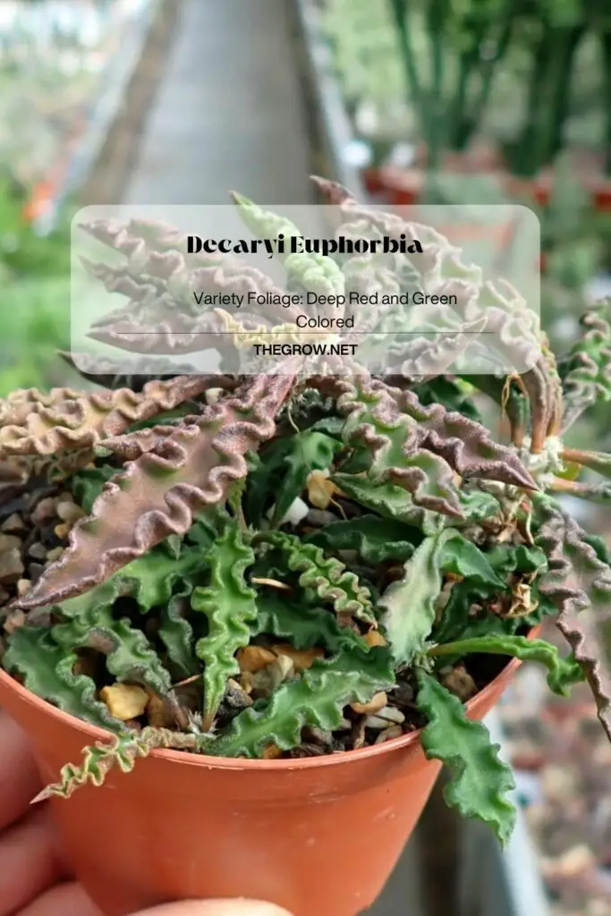 Decaryi Euphorbia