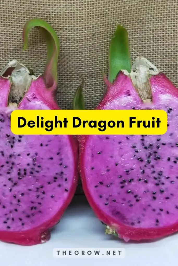 Delight Dragon Fruit