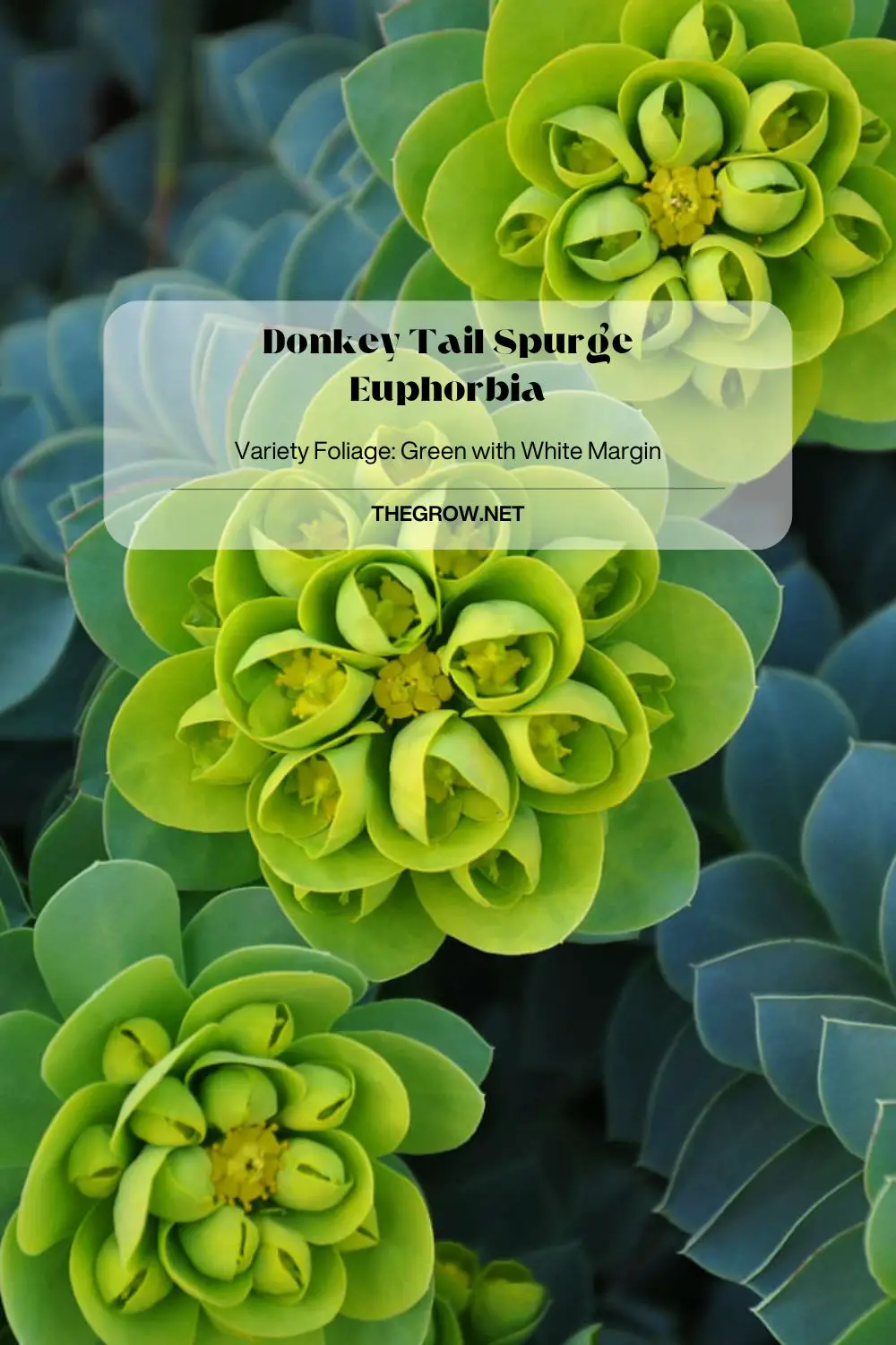 Donkey Tail Spurge Euphorbia