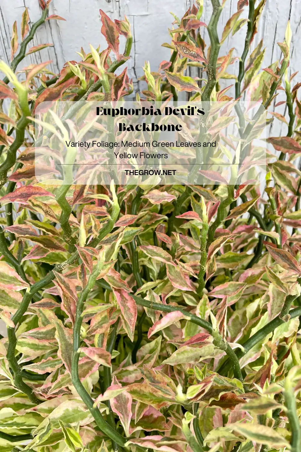Euphorbia Devil’s Backbone thegrow.net