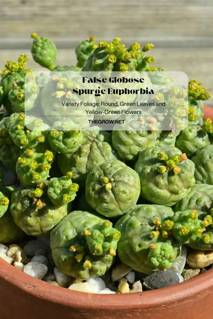 False Globose Spurge Euphorbia