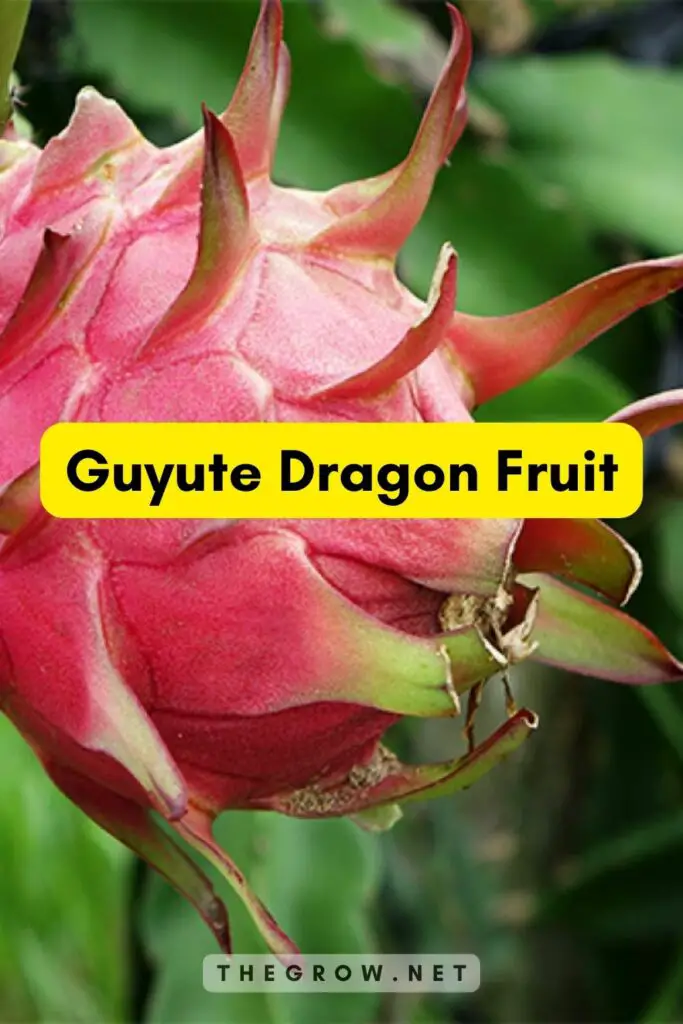Guyute Dragon Fruit