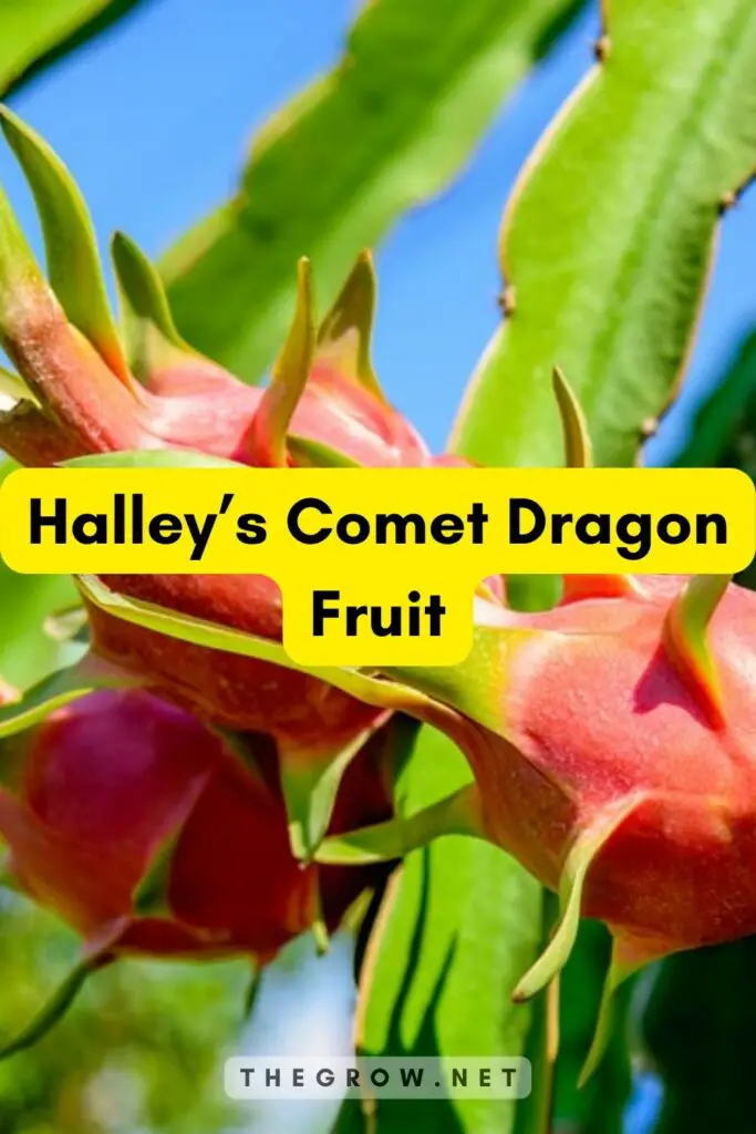 Halley’s Comet Dragon Fruit