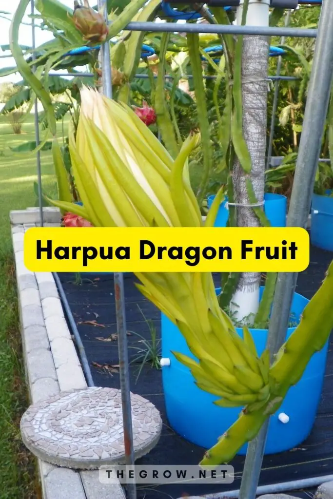 Harpua Dragon Fruit