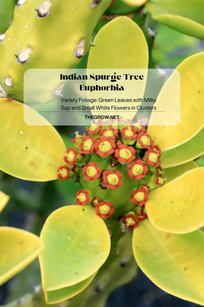 Indian Spurge Tree Euphorbia
