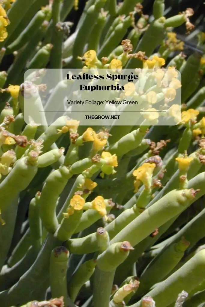 Leafless Spurge Euphorbia