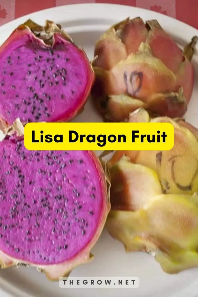 Lisa Dragon Fruit