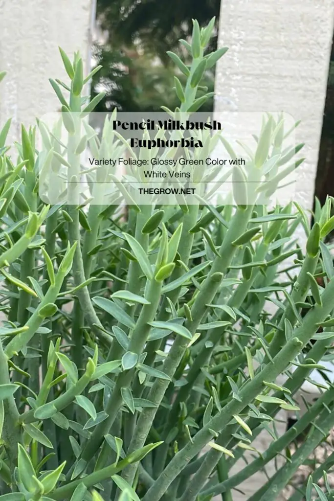 Pencil Milkbush Euphorbia