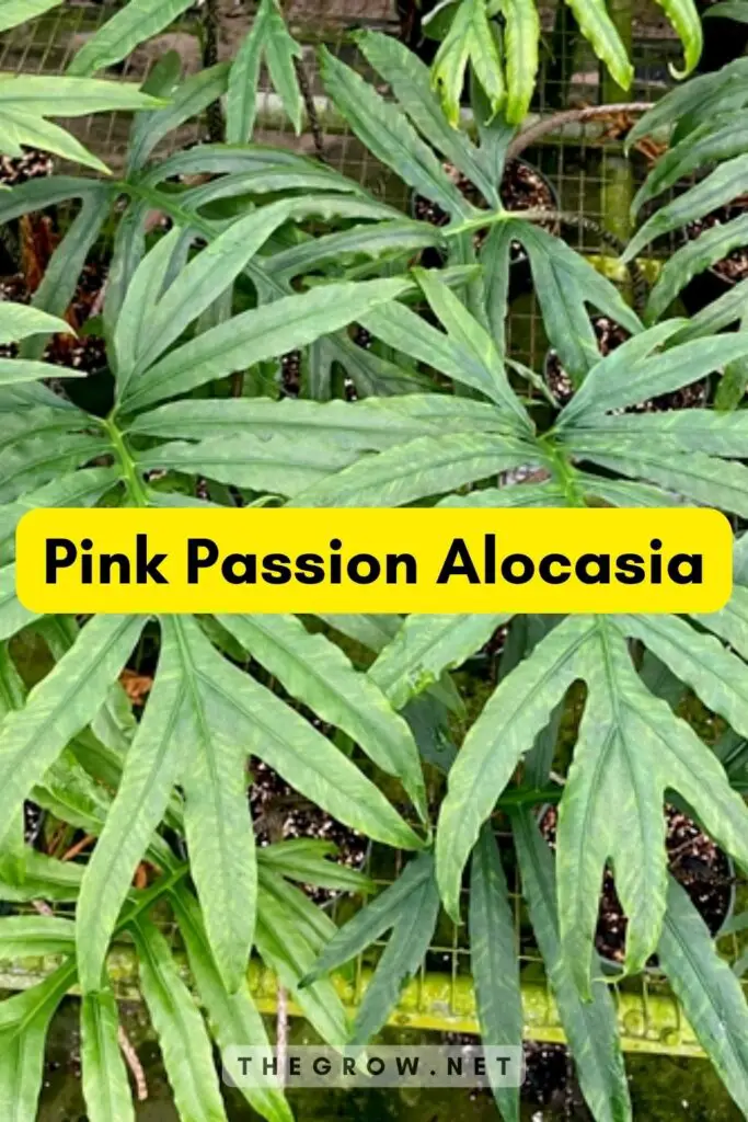 Pink Passion Alocasia