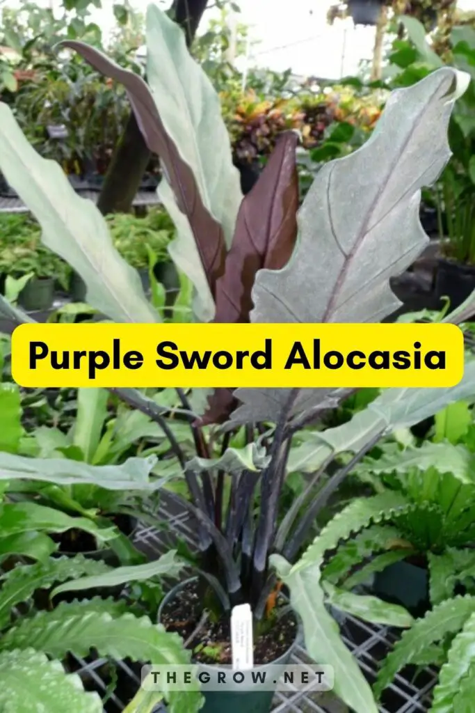 Purple Sword Alocasia