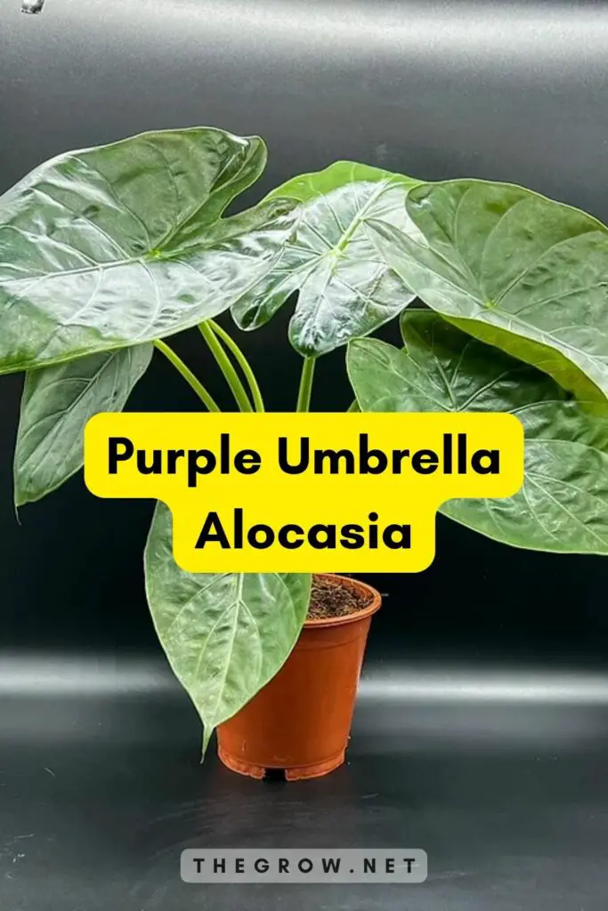 Purple Umbrella Alocasia