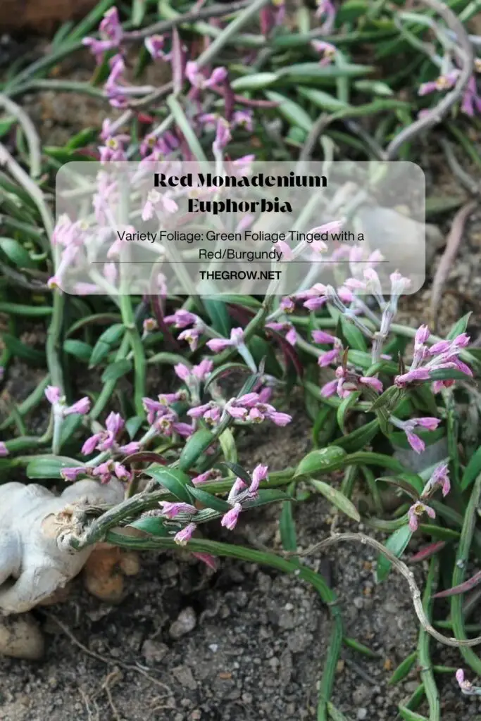Red Monadenium Euphorbia THEGROW