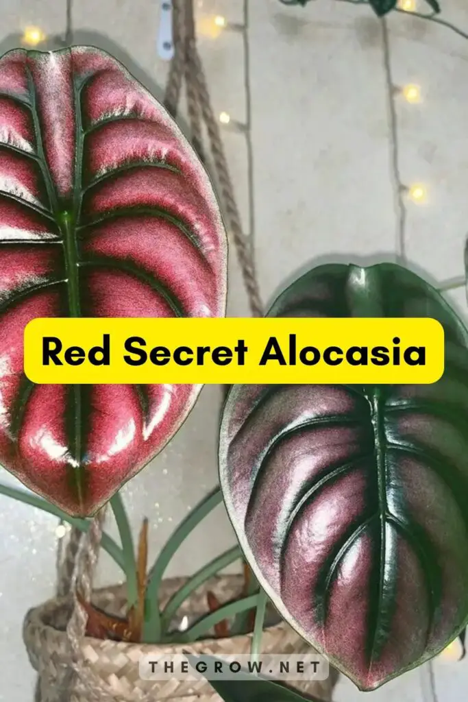 Red Secret Alocasia