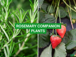 Rosemary Companion Plants