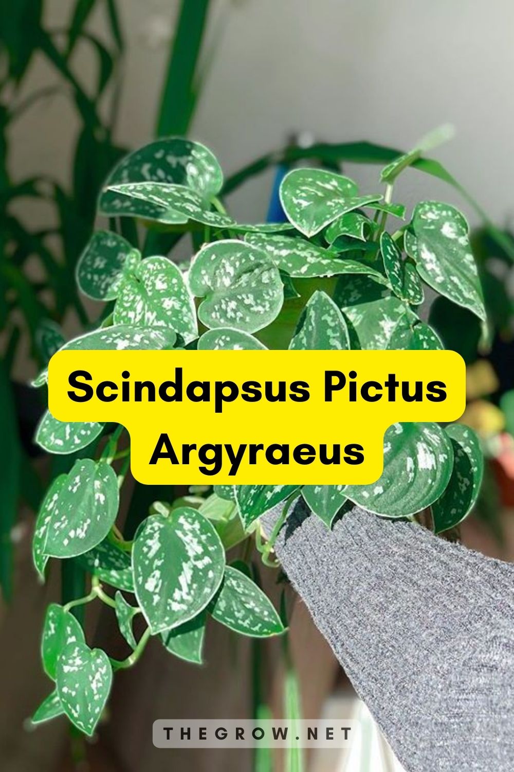 Scindapsus Pictus Argyraeus