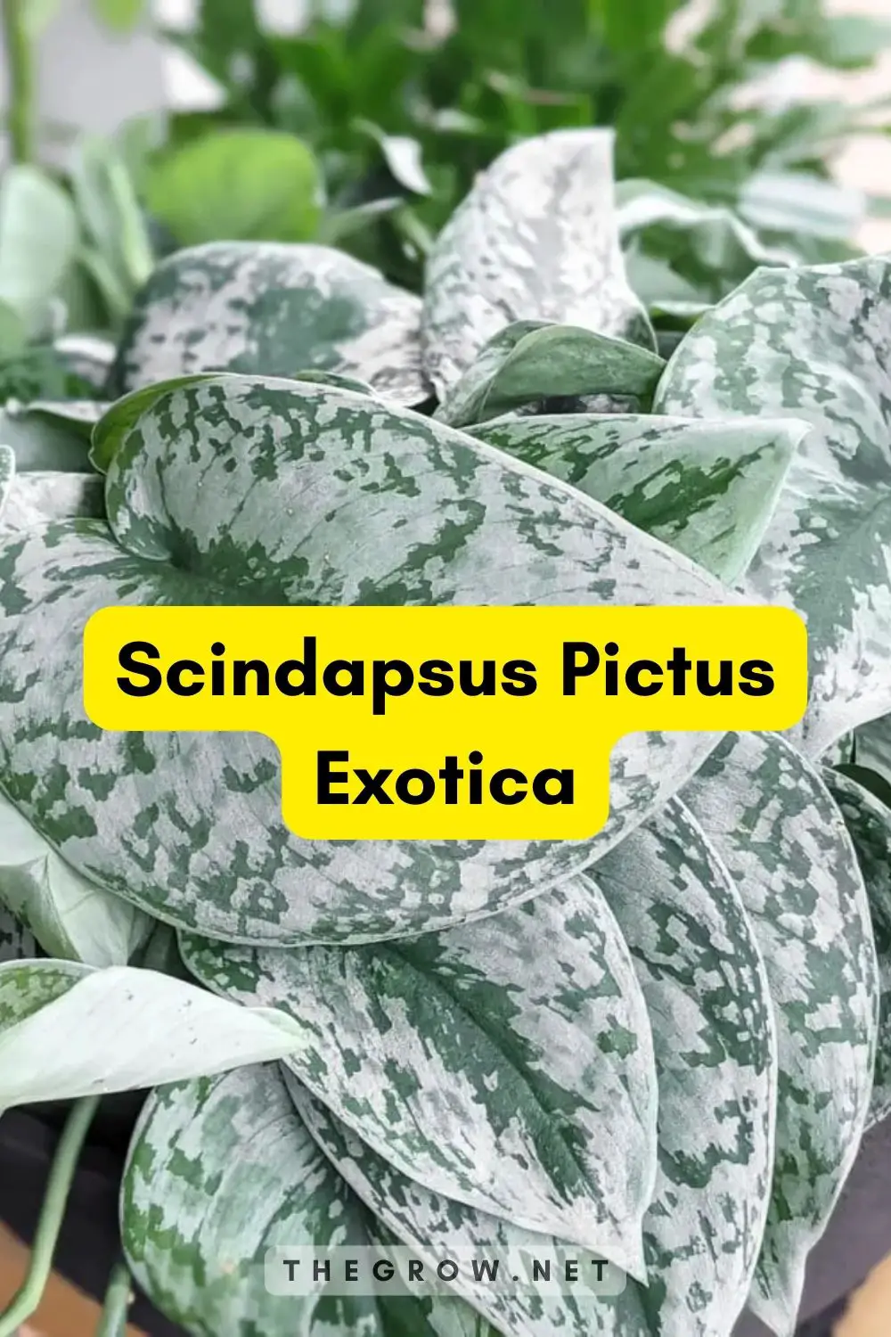 Scindapsus Pictus Exotica