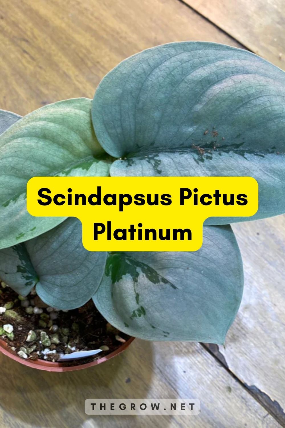 Scindapsus Pictus Platinum