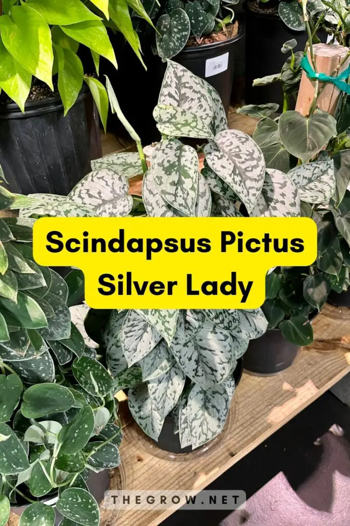 Scindapsus Pictus Silver Lady