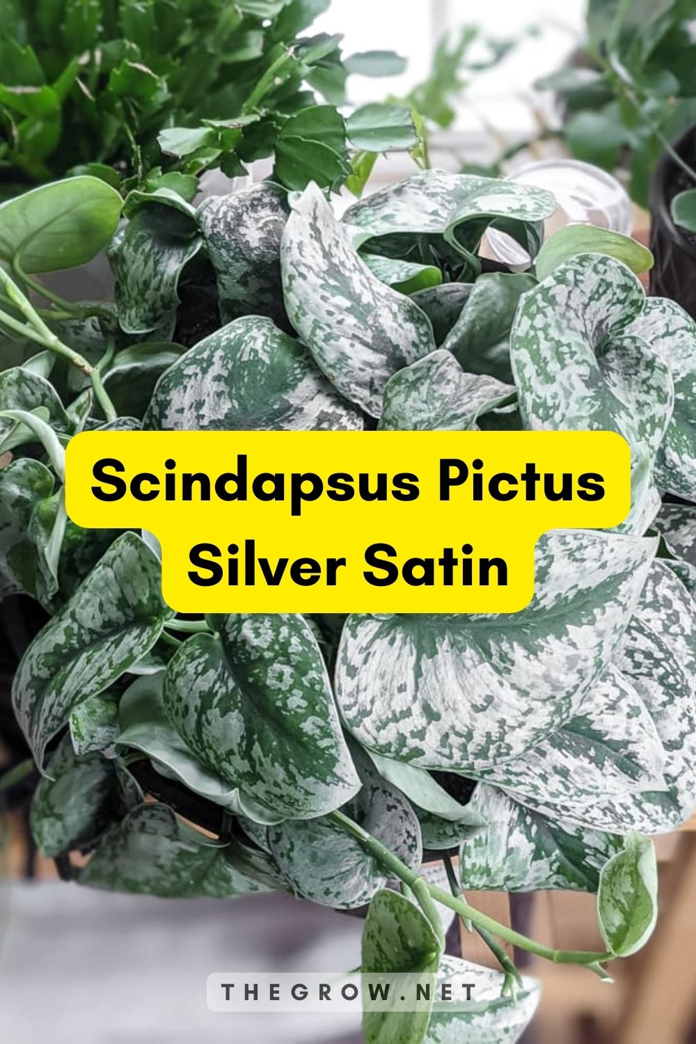 Scindapsus Pictus Silver Satin