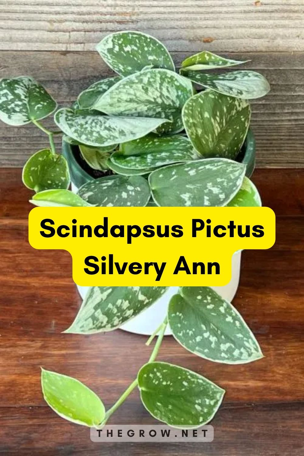 Scindapsus Pictus Silvery Ann